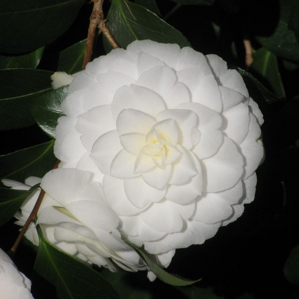 Alba Plena Camellia Japonica