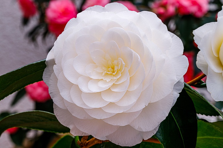 Alba Plena Camellia Japonica