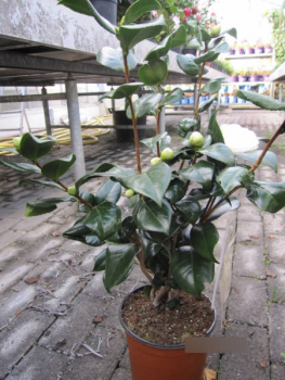 Alba Plena Camellia Japonica