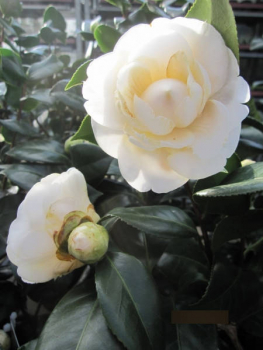 Alba Plena Camellia Japonica
