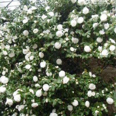 Alba Plena Camellia Japonica