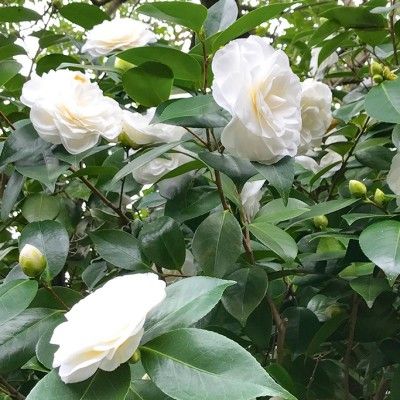 Alba Plena Camellia Japonica
