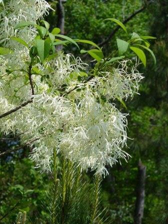 Grancy Graybeard White Fringe Tree