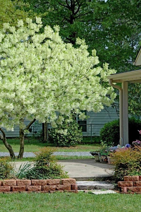 Grancy Graybeard White Fringe Tree
