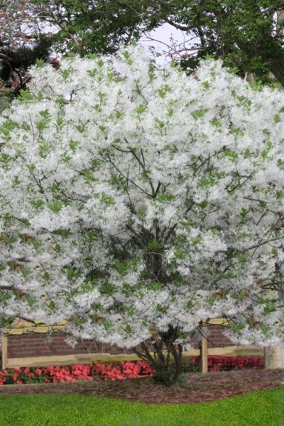 Grancy Graybeard White Fringe Tree
