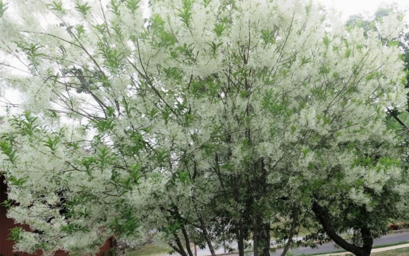 Grancy Graybeard White Fringe Tree