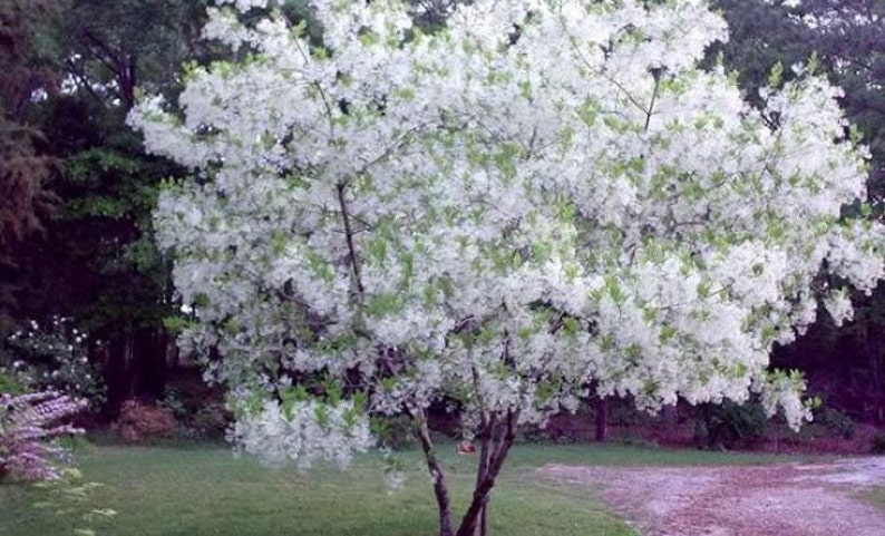 Grancy Graybeard White Fringe Tree