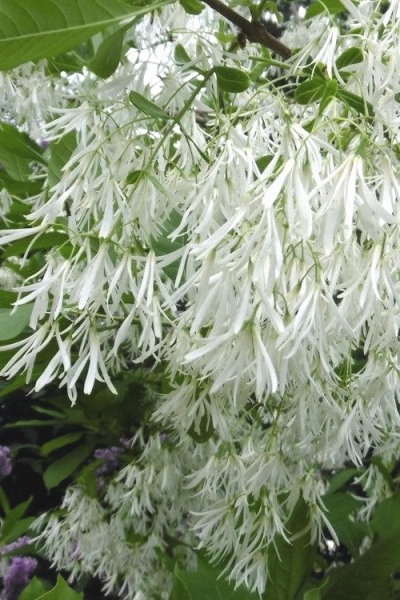 Grancy Graybeard White Fringe Tree
