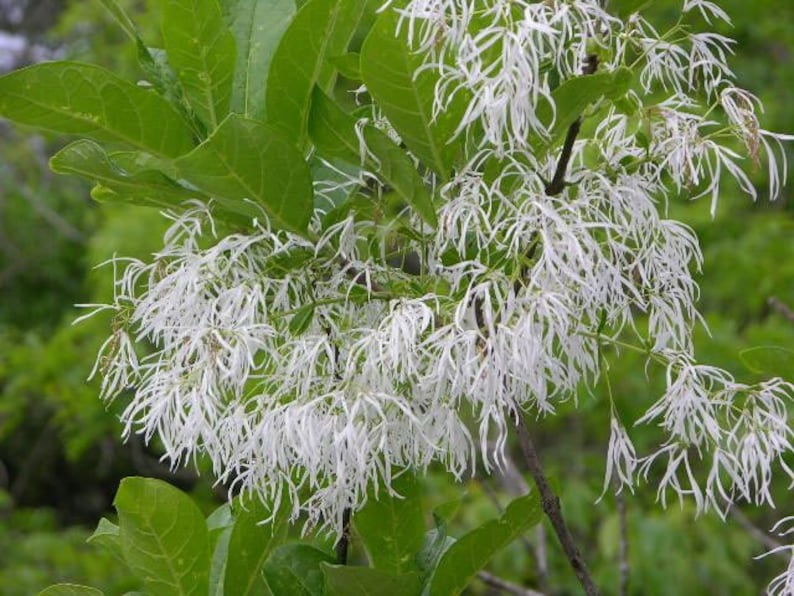 Grancy Graybeard White Fringe Tree
