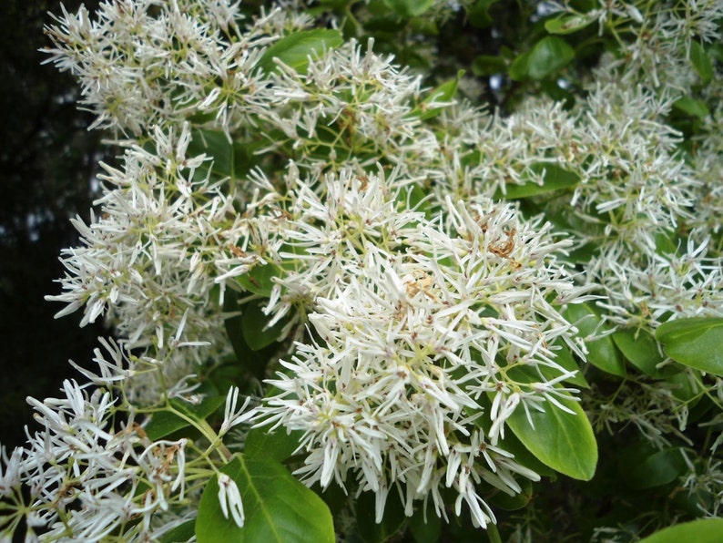 Grancy Graybeard White Fringe Tree