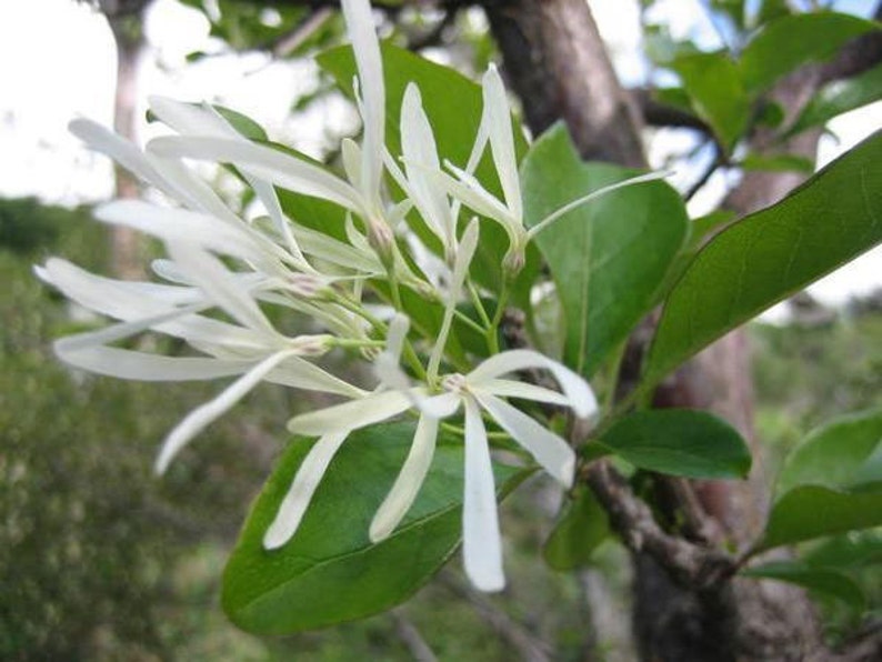 Grancy Graybeard White Fringe Tree