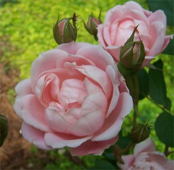 The Georgia Peach Shrub Rose
