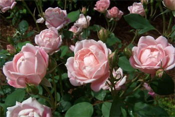 The Georgia Peach Shrub Rose