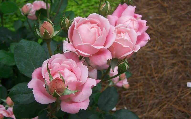 The Georgia Peach Shrub Rose