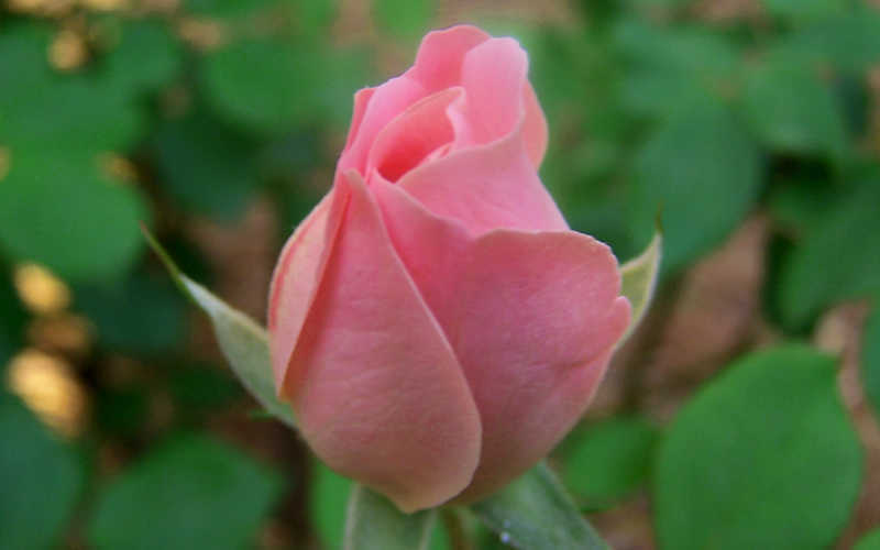 The Georgia Peach Shrub Rose