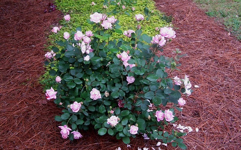 The Georgia Peach Shrub Rose