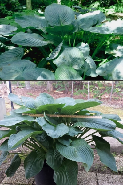 Empress Wu Giant Hosta Lily