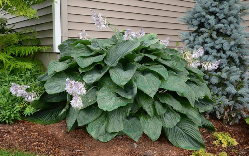 Empress Wu Giant Hosta Lily