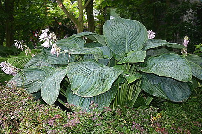 Empress Wu Giant Hosta Lily