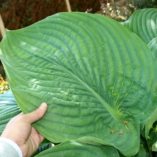 Empress Wu Giant Hosta Lily