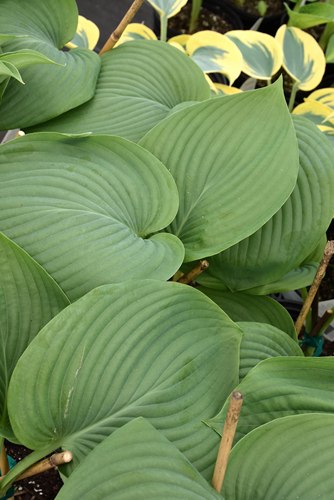 Empress Wu Giant Hosta Lily