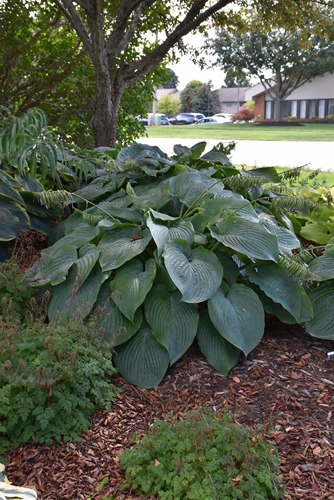 Empress Wu Giant Hosta Lily
