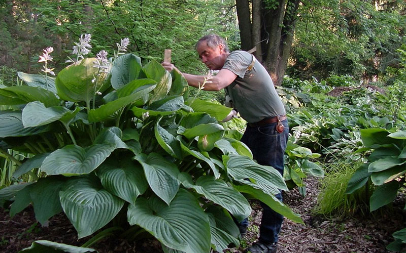 Empress Wu Giant Hosta Lily