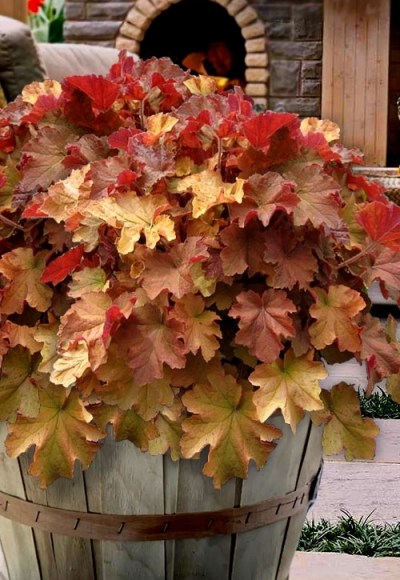Caramel Heuchera