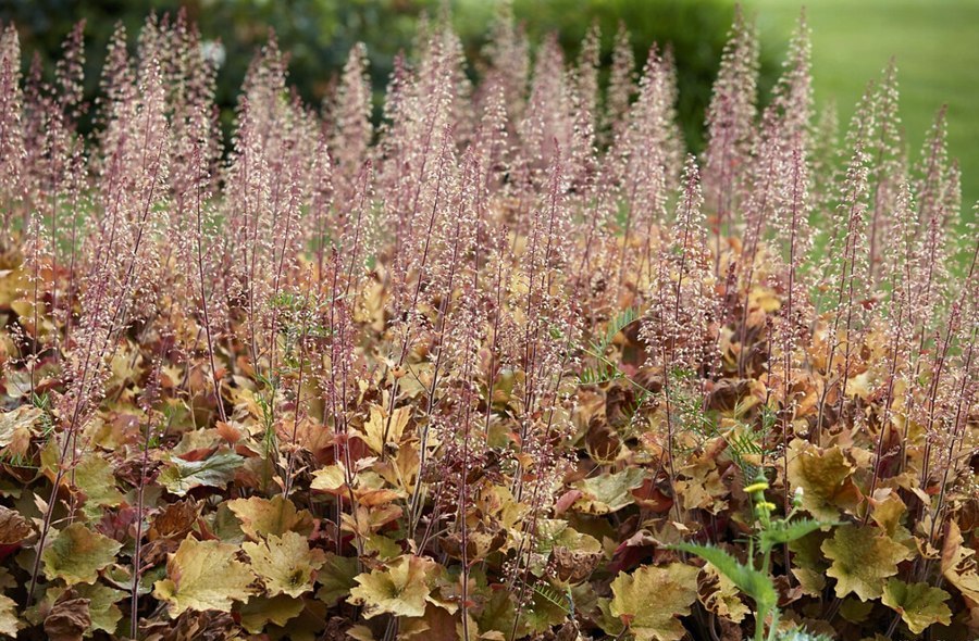 Caramel Heuchera