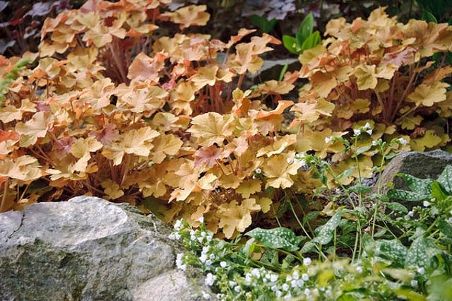 Caramel Heuchera