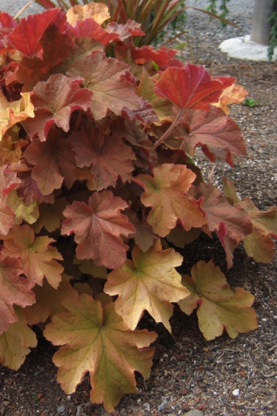 Caramel Heuchera