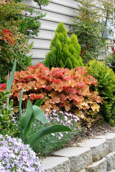 Caramel Heuchera
