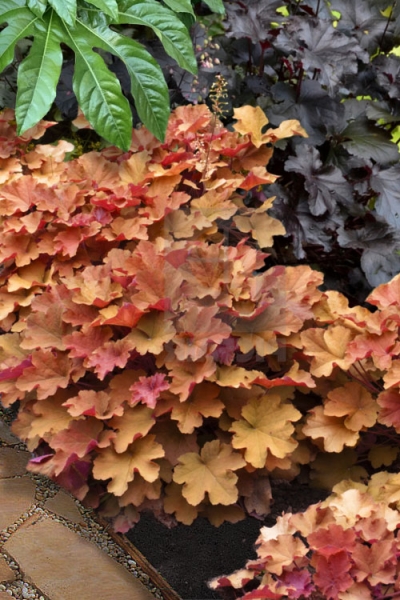 Caramel Heuchera