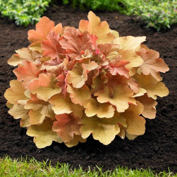 Caramel Heuchera