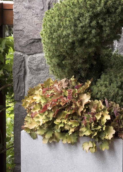 Caramel Heuchera