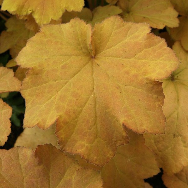 Caramel Heuchera