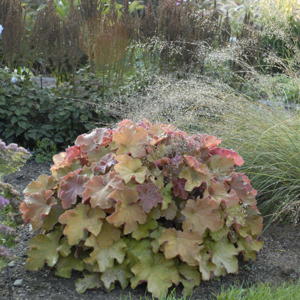 Caramel Heuchera