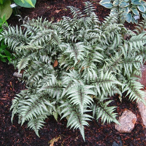 Godzilla Giant Japanese Painted Fern