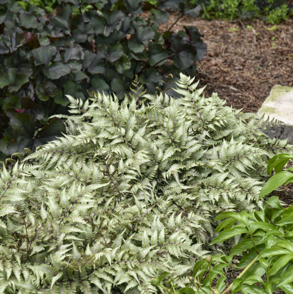 Godzilla Giant Japanese Painted Fern