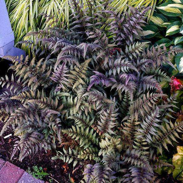 Godzilla Giant Japanese Painted Fern