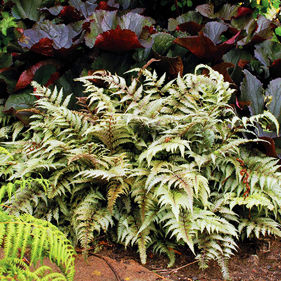 Godzilla Giant Japanese Painted Fern