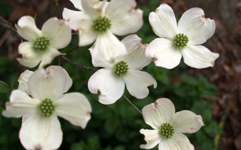 Cherokee Princess White Dogwood