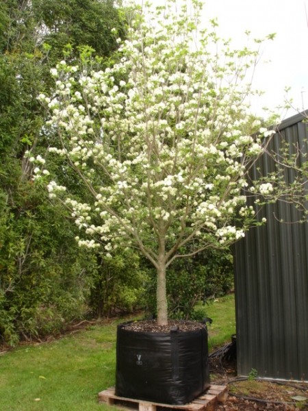 Cherokee Princess White Dogwood