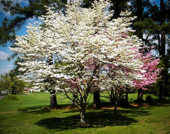 Cherokee Princess White Dogwood