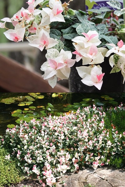 Snow N Summer Asiatic Jasmine