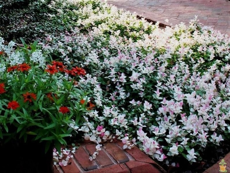 Snow N Summer Asiatic Jasmine