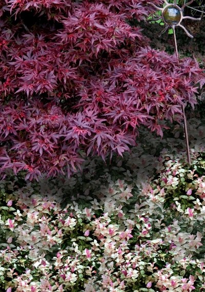 Snow N Summer Asiatic Jasmine