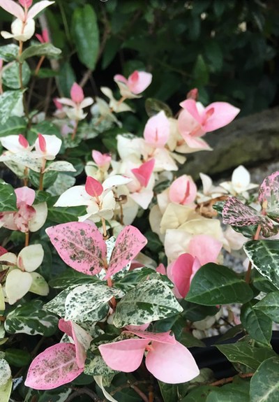 Snow N Summer Asiatic Jasmine
