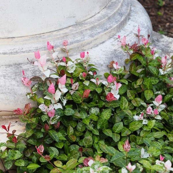 Growing The Snow N Summer Asiatic Jasmine Trachelospermum Asiaticum