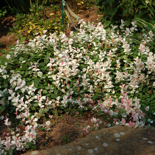 Snow N Summer Asiatic Jasmine